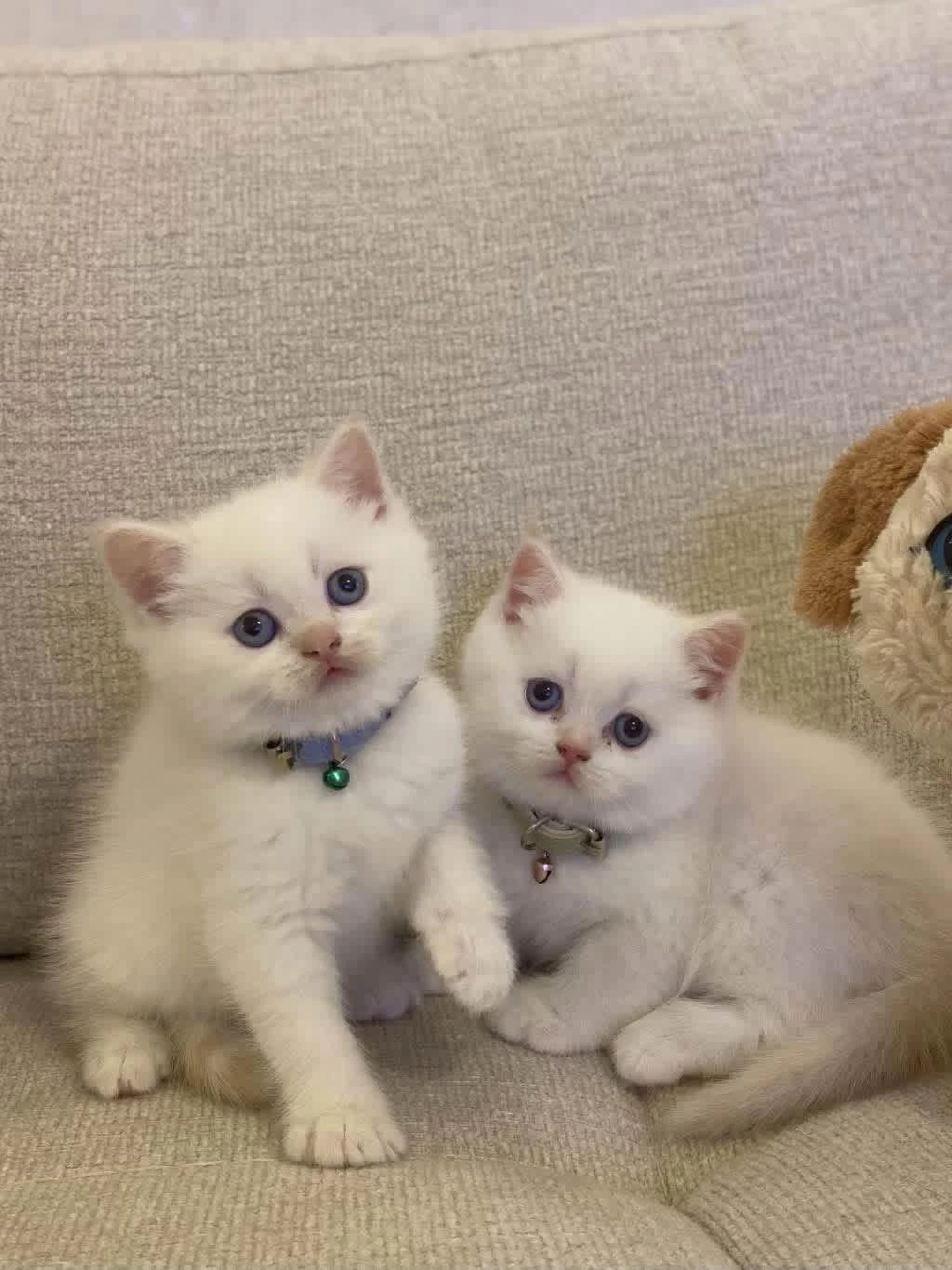 British Shorthair Red Point Yavrularim