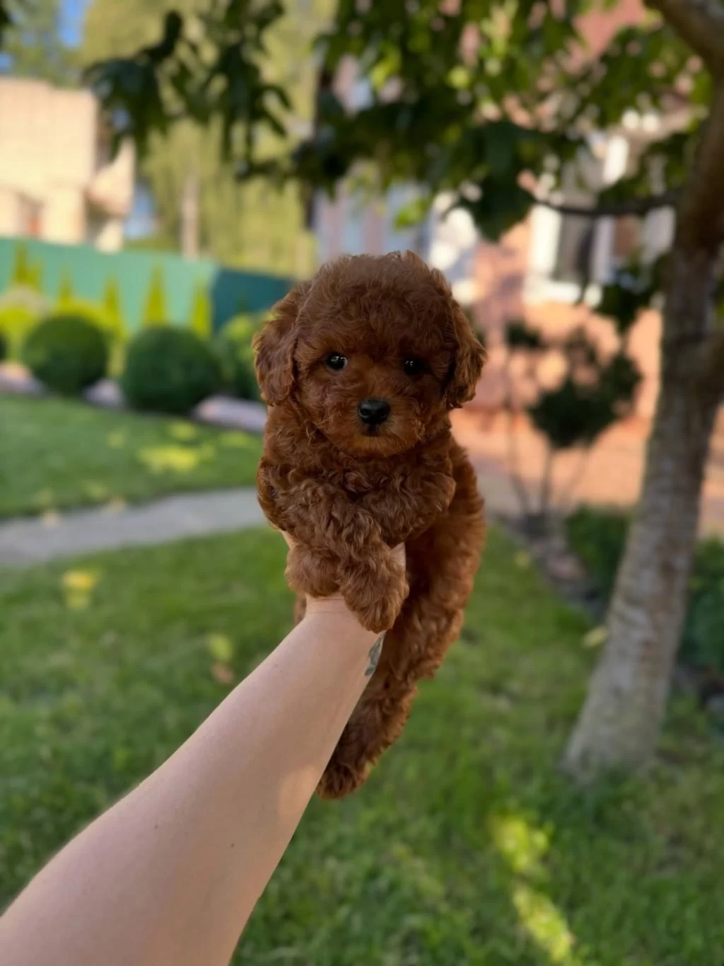 Red Toy Poodle Yavrulari