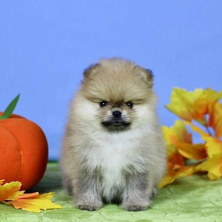 Pomeranian Yavrulari Antalya
