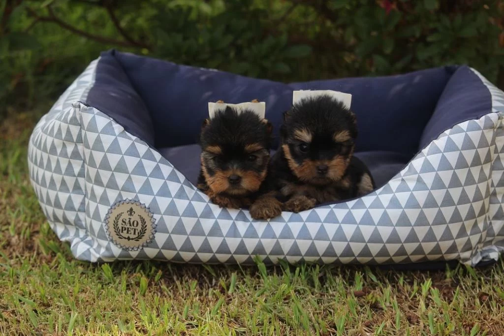 Tea Cup Yorkshire Terrier Yavrulari