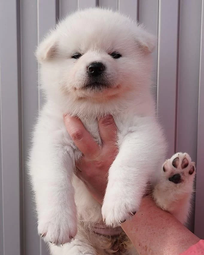 Japon Akita İnu Yavrulari