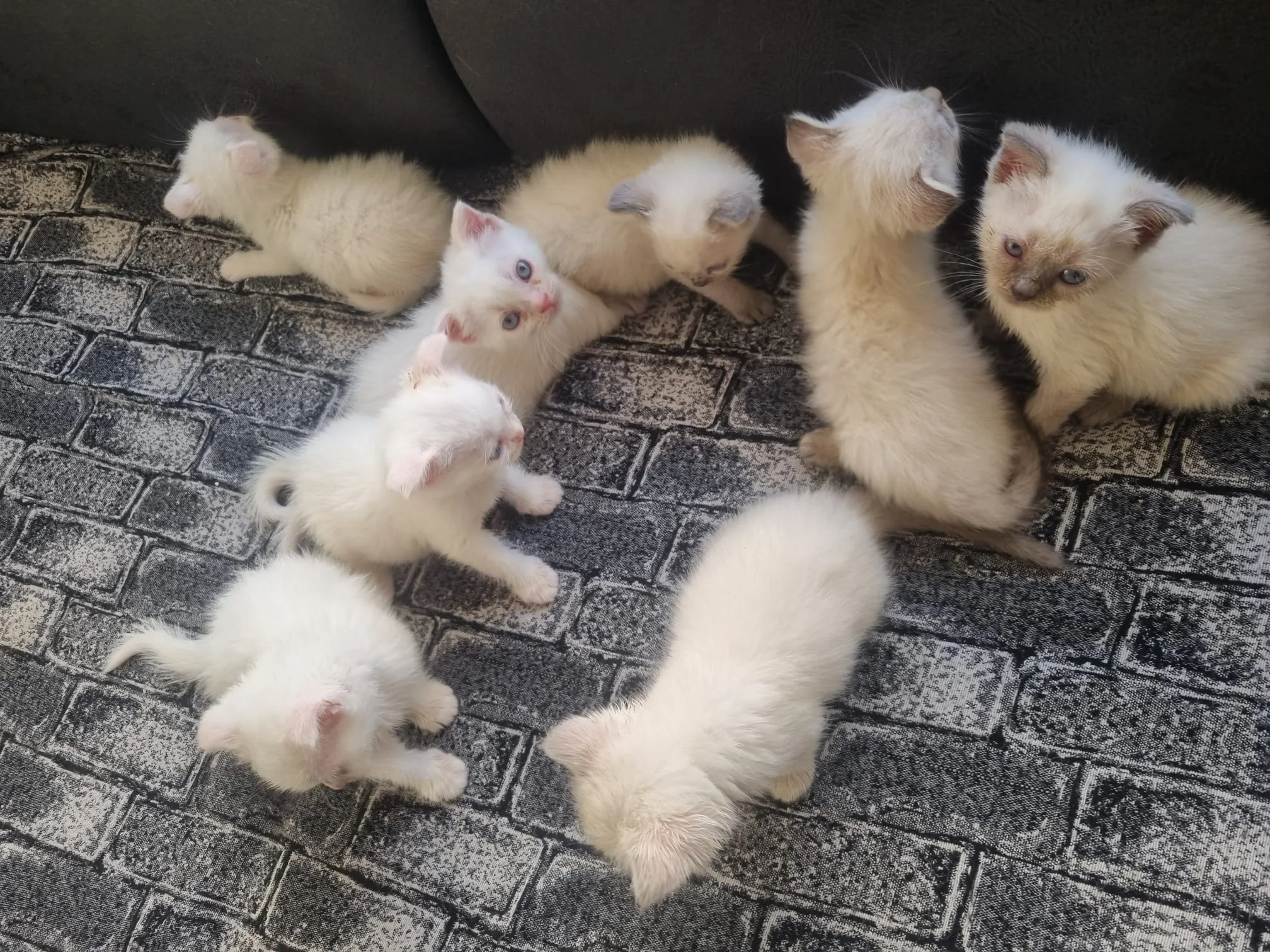 Tatlı Siyam/Scottish Fold-İran Yavrularımıza Yeni Aileler Arıyoruz