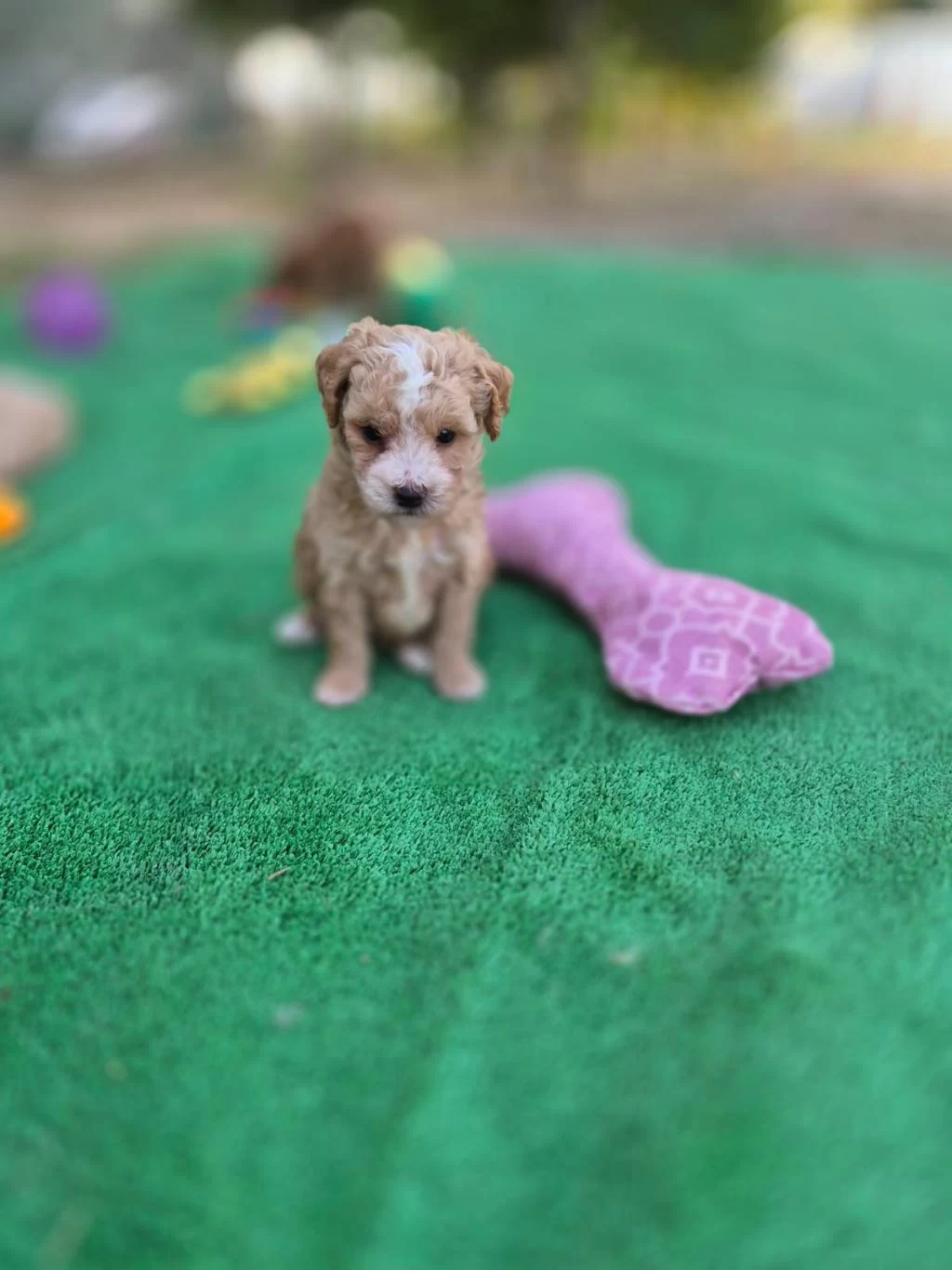 Maltipoo Yavrularimiz
