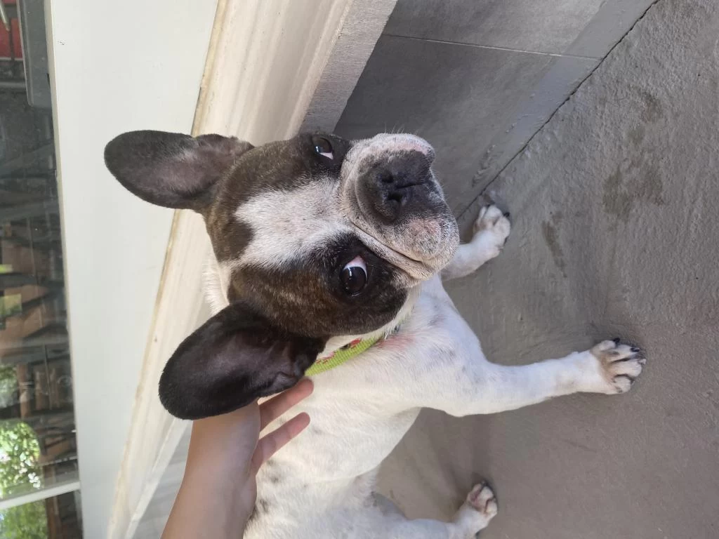 Doby Fransız Bulldog Kızıma Eş Arıyoruz
