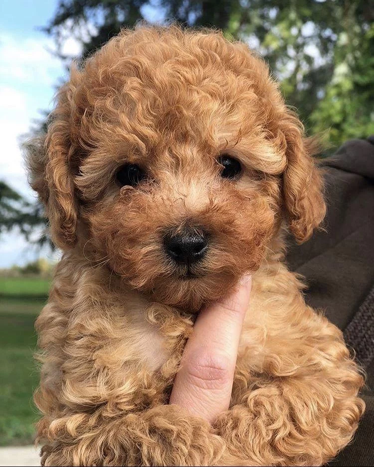 Harika Toy Poodle Puppy