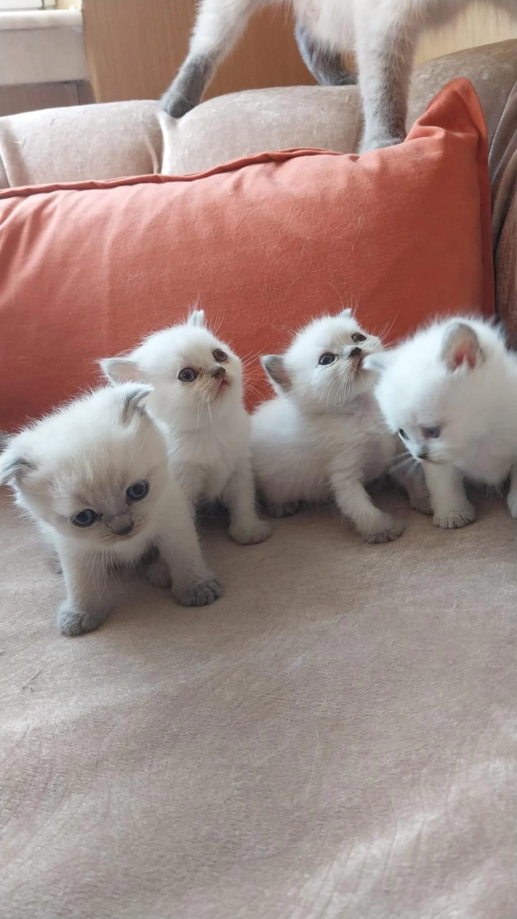 British Shorthair Yavrularım Yuvalarını Bekliyor