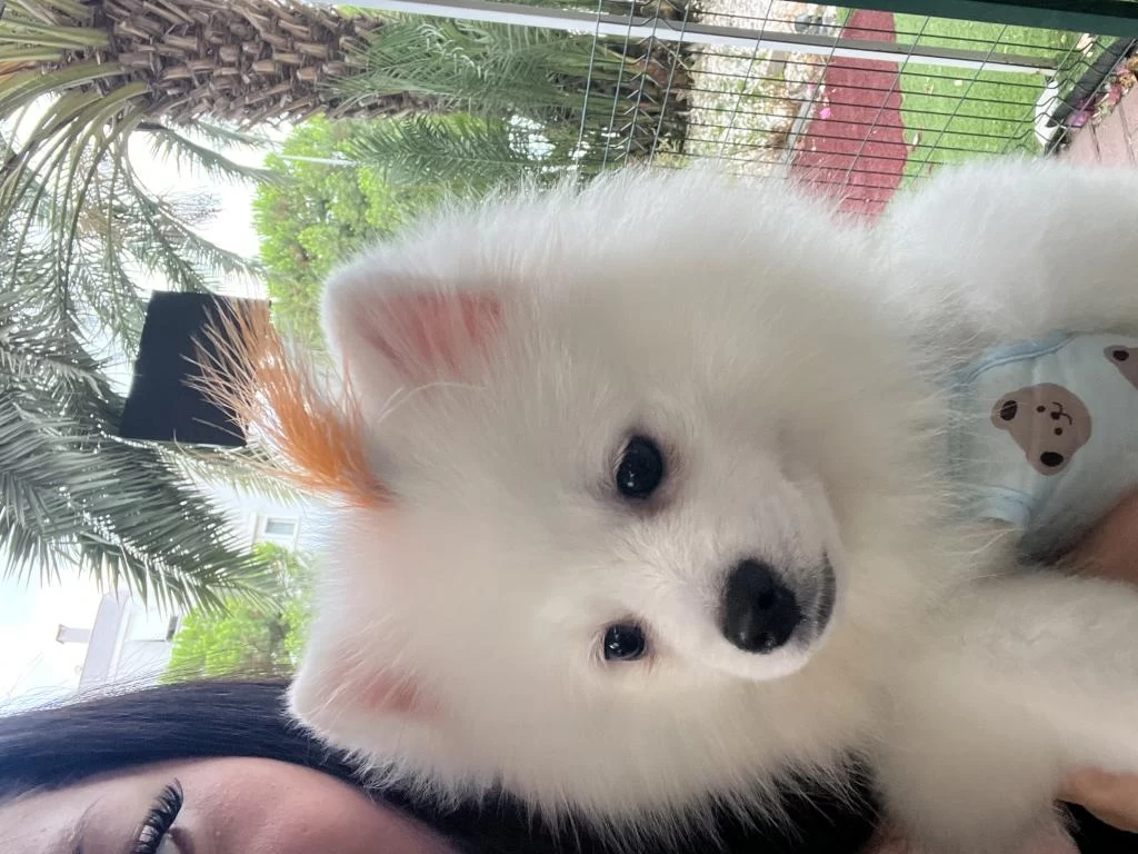 Safkan Pomeranian 22 Ocak Doğumlu Çipli Aşıları Tam
