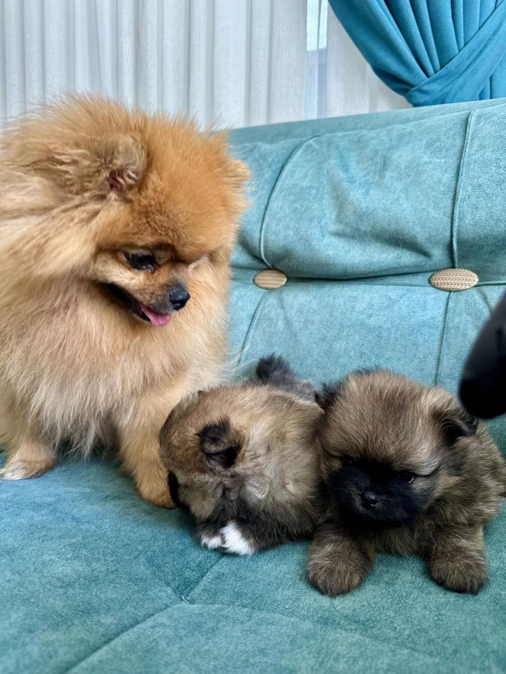 Pomeranian Teddy Bear Yavrularımız