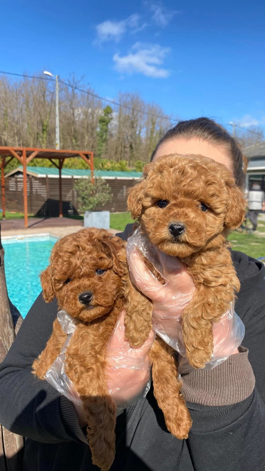 Red Brown Toy Poodle Yavruları İstanbul