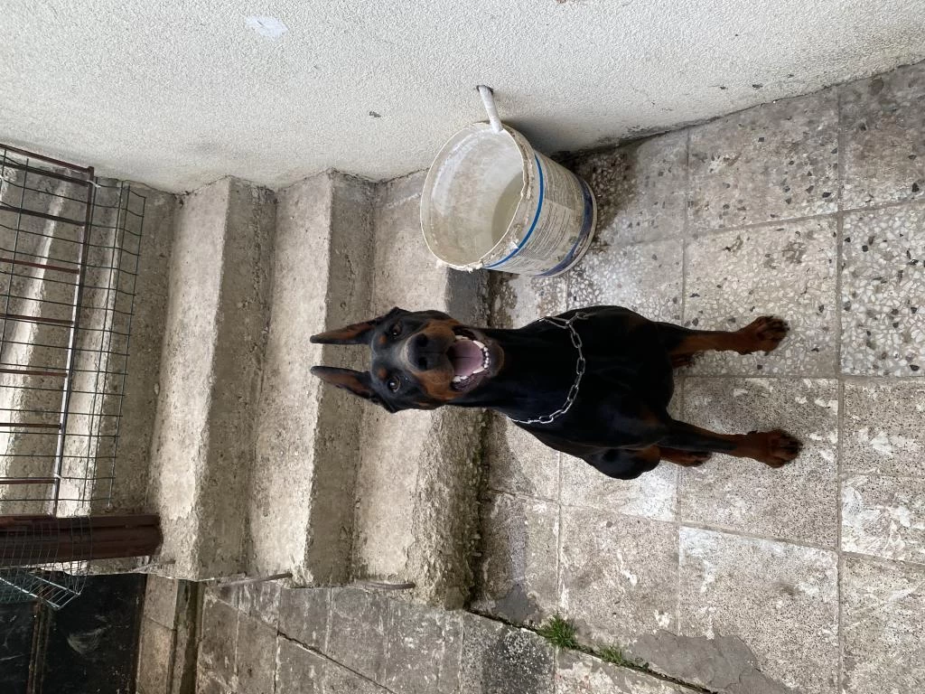 3 Yaşında Eğitimli Dişi Doberman