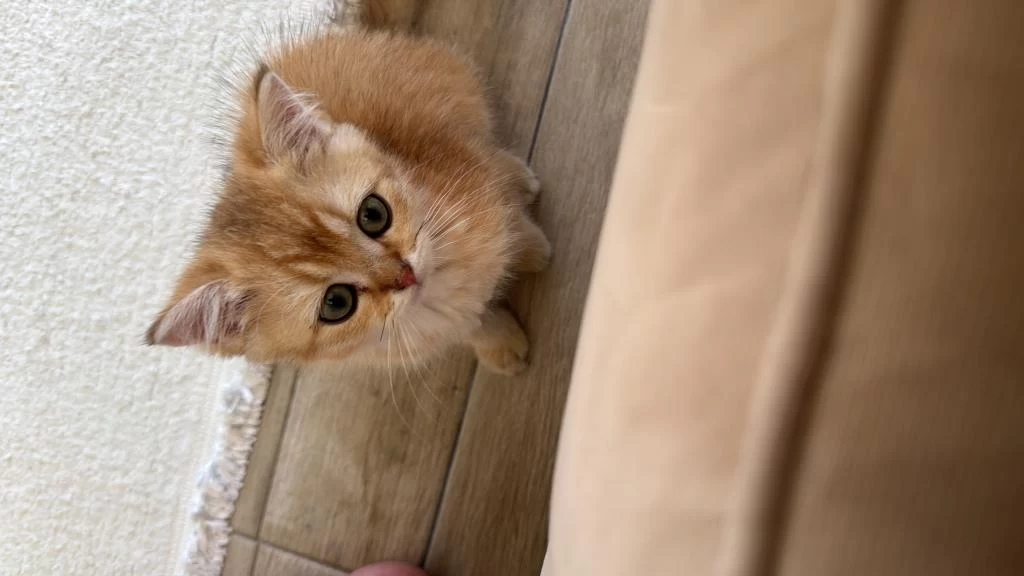 British Shorthair Golden Erkek Yavru 2,5 Aylık