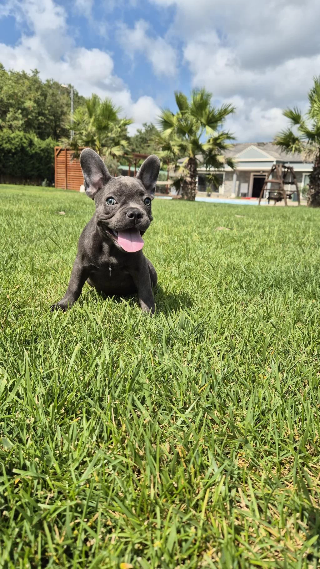 Blue French Bulldog Yavruları