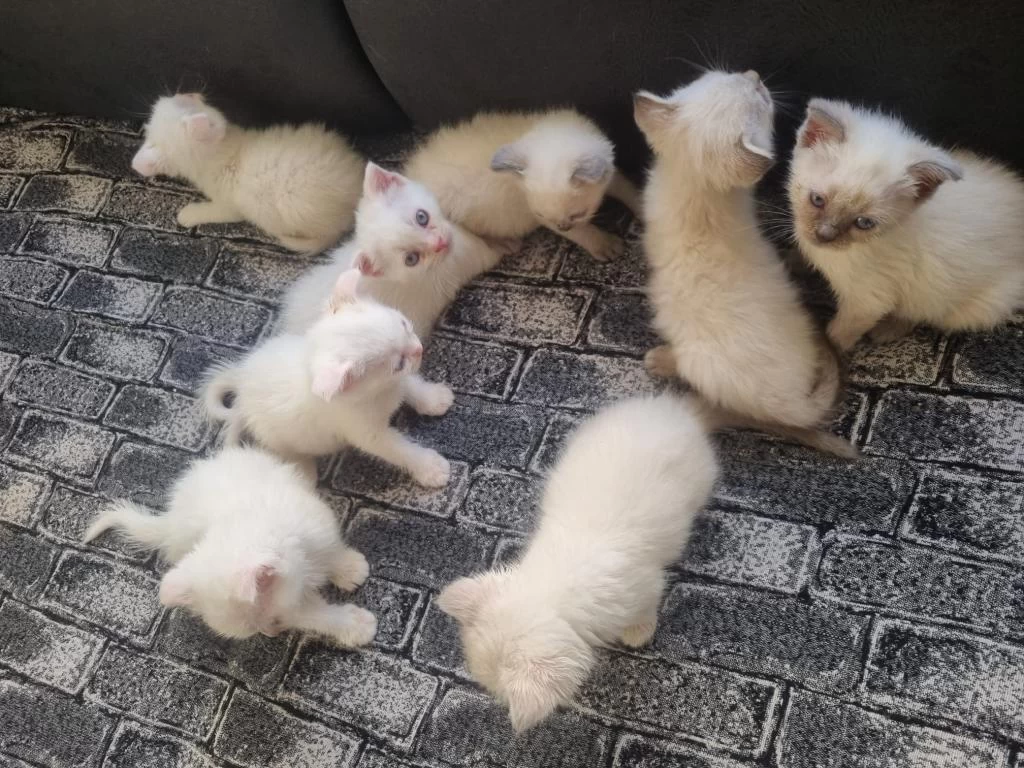 Tatlı Siyam Scottish Fold İran Yav. Ailelerini Arıyor