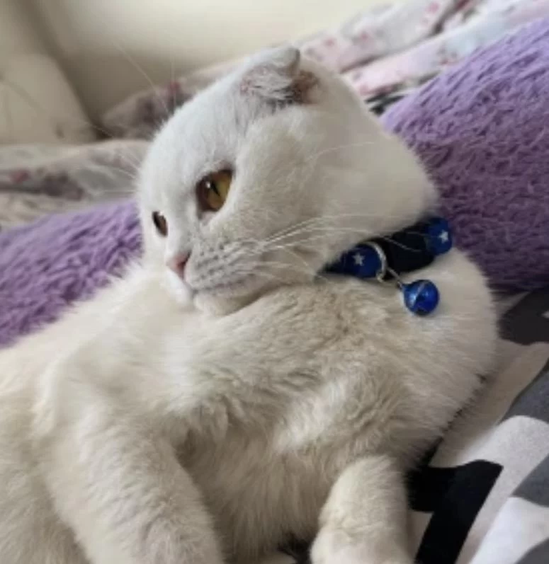 2 Yaşında Dişi Scottish Fold