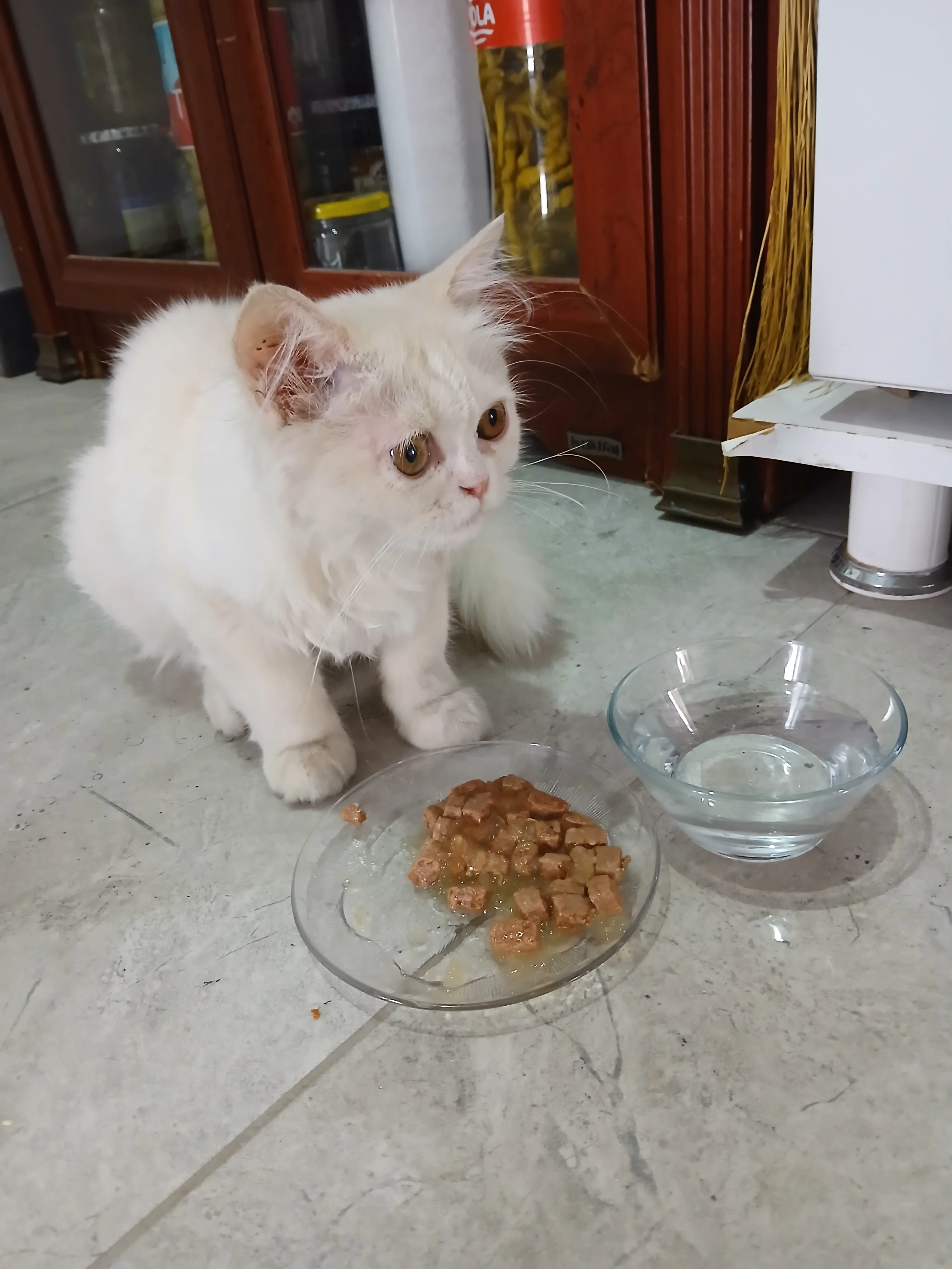 Kediyi dışarıda buldum . Acil bakacak biri aranıyor öğrenci olduğum için bakamiyorum