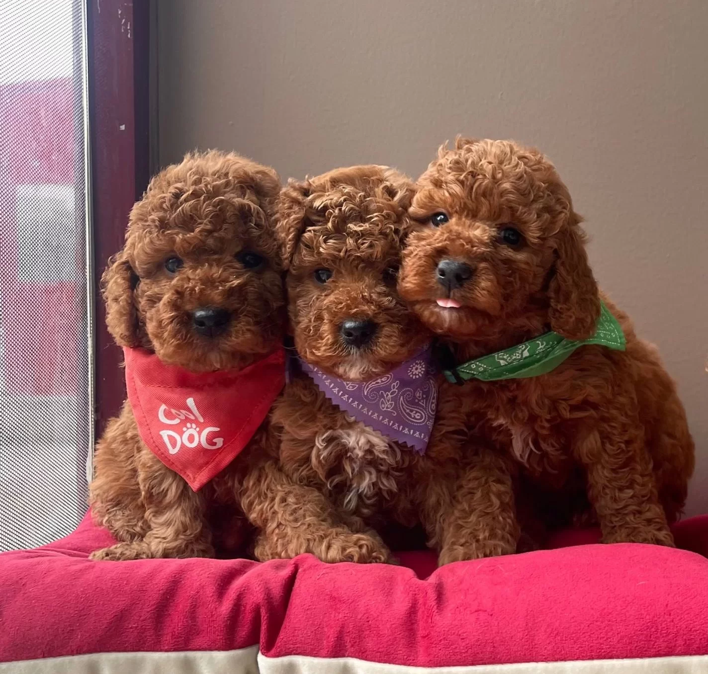 Toy Poodle Red Brown Asili Eğitimli Belgeli Yavrularımız