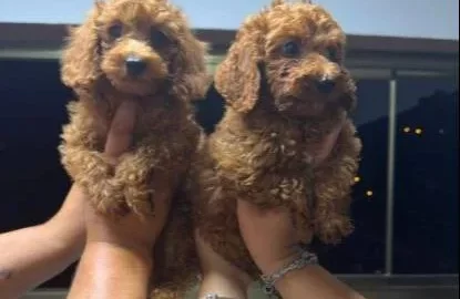Mini Sevimli Toy Poodle Yavruları