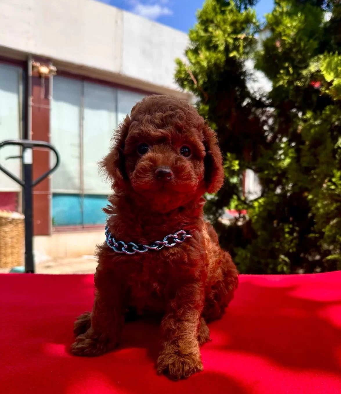 Toy Poodle Safkan Anne Babadan En Ufak Boy
