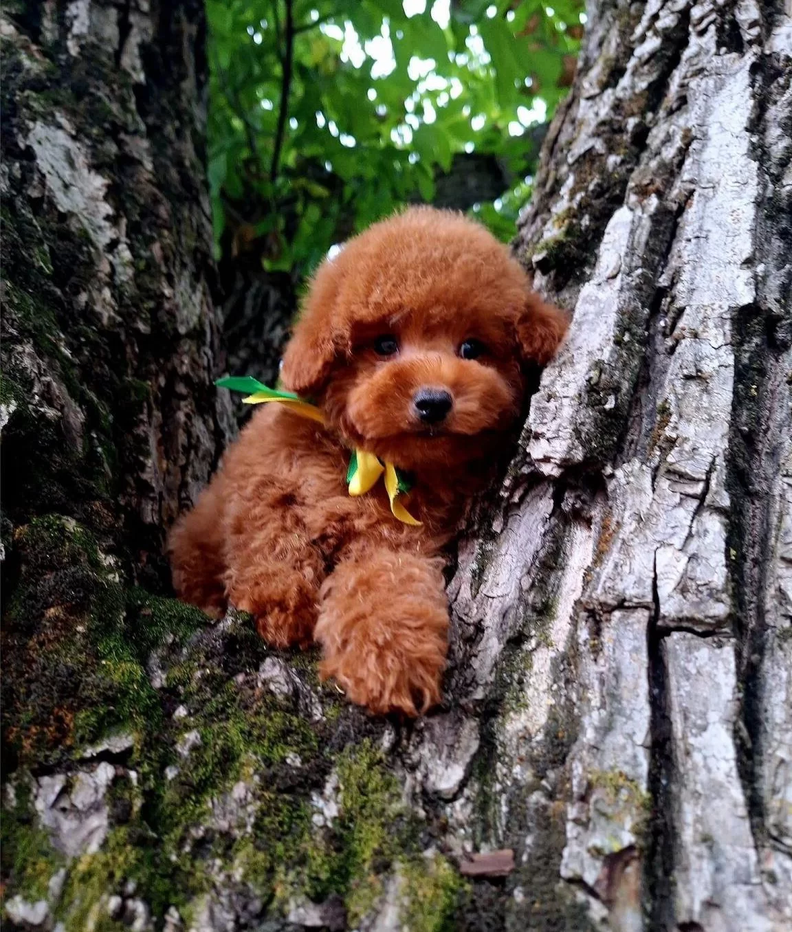 Toy Poodle Safkan Belgeli Yavrularımız