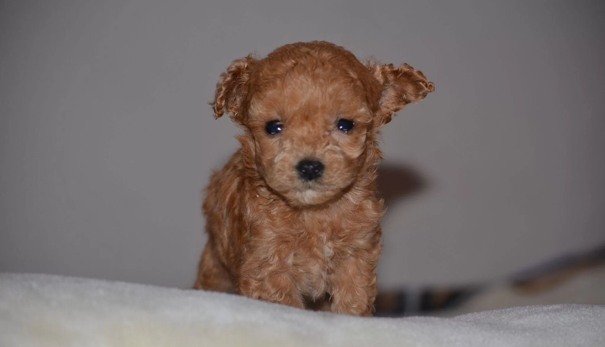 Toy Poodle Yavru Micro