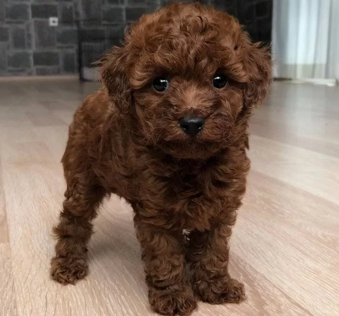 Poodle Safkan Teacup En Küçük Boy Red