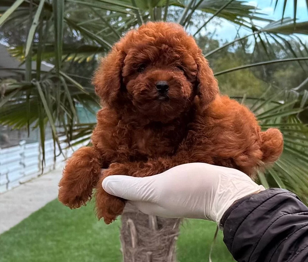 Kore Poodle Yavrum