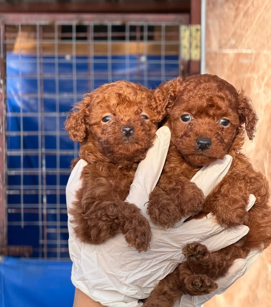 Kore Poodle Yavrular