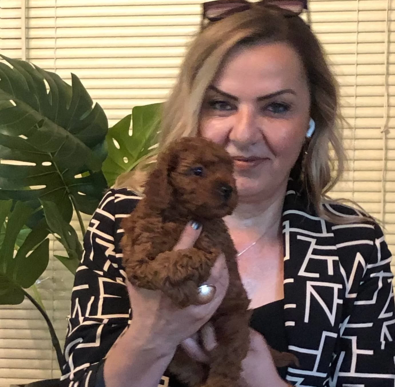 Microchip Li Pasaport Lu Harika Toy Poodle Yavrularımız