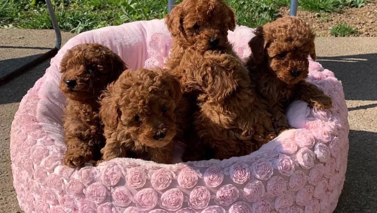 Toy Poodle Red Brown En Ufak Boy Yavrularimiz