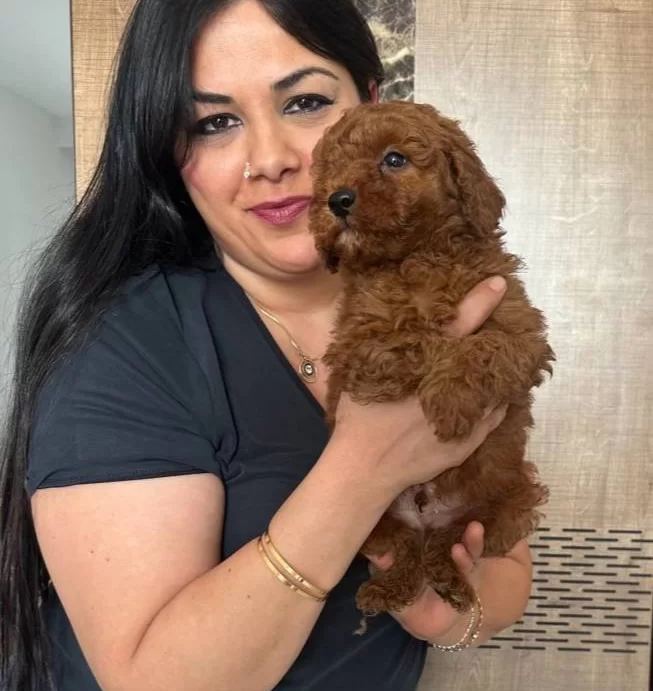 Red Brown Kilo Garantili Poodle Yavrularım