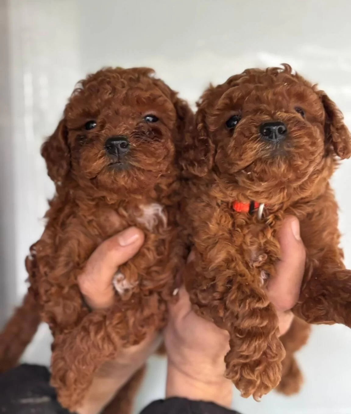 Redbrown Toypoodle Yavrularım