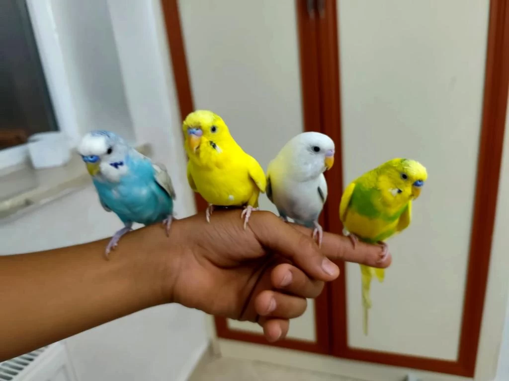 Konuşan Evcil Muhabbet Kuşları