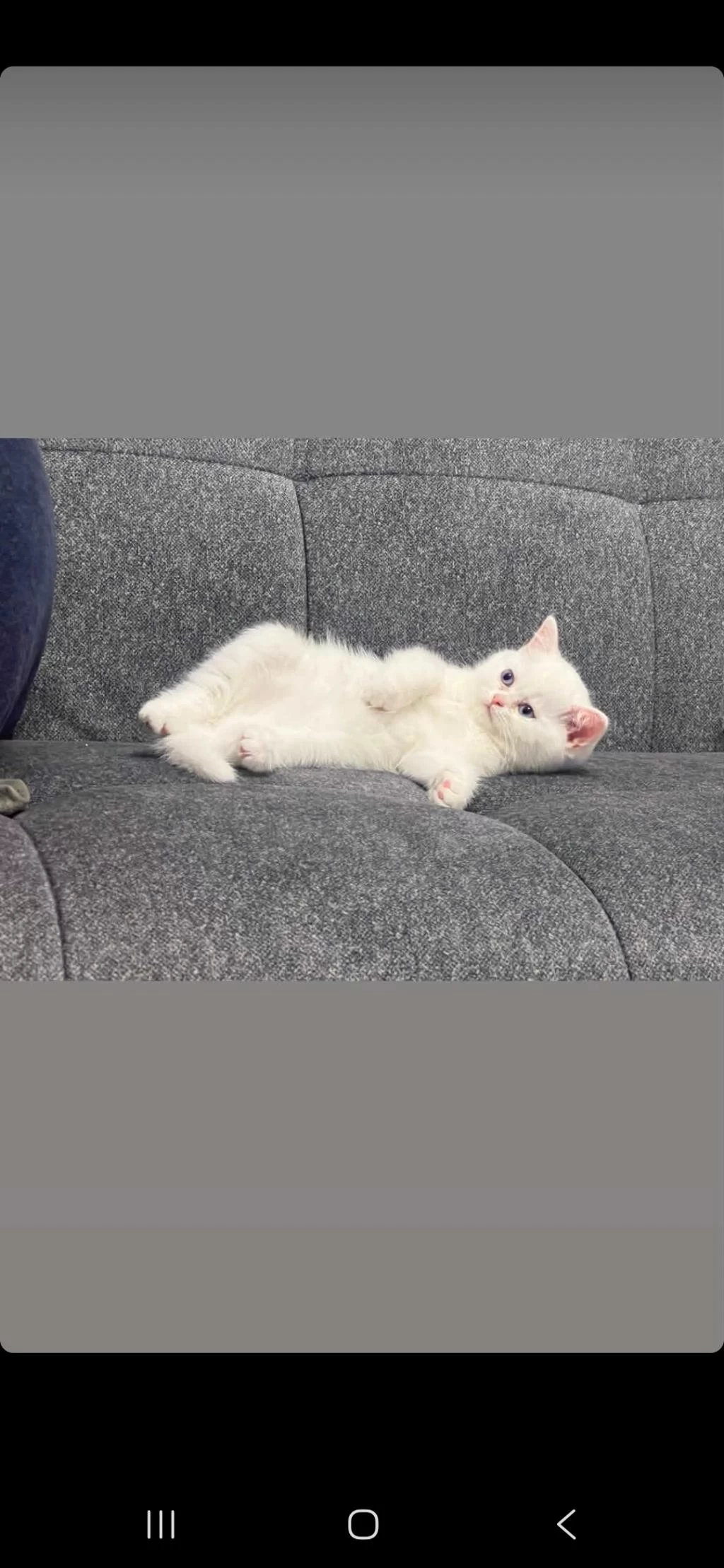 2.5 Aylık Erkek Sahiplendirilecek British Shorthair