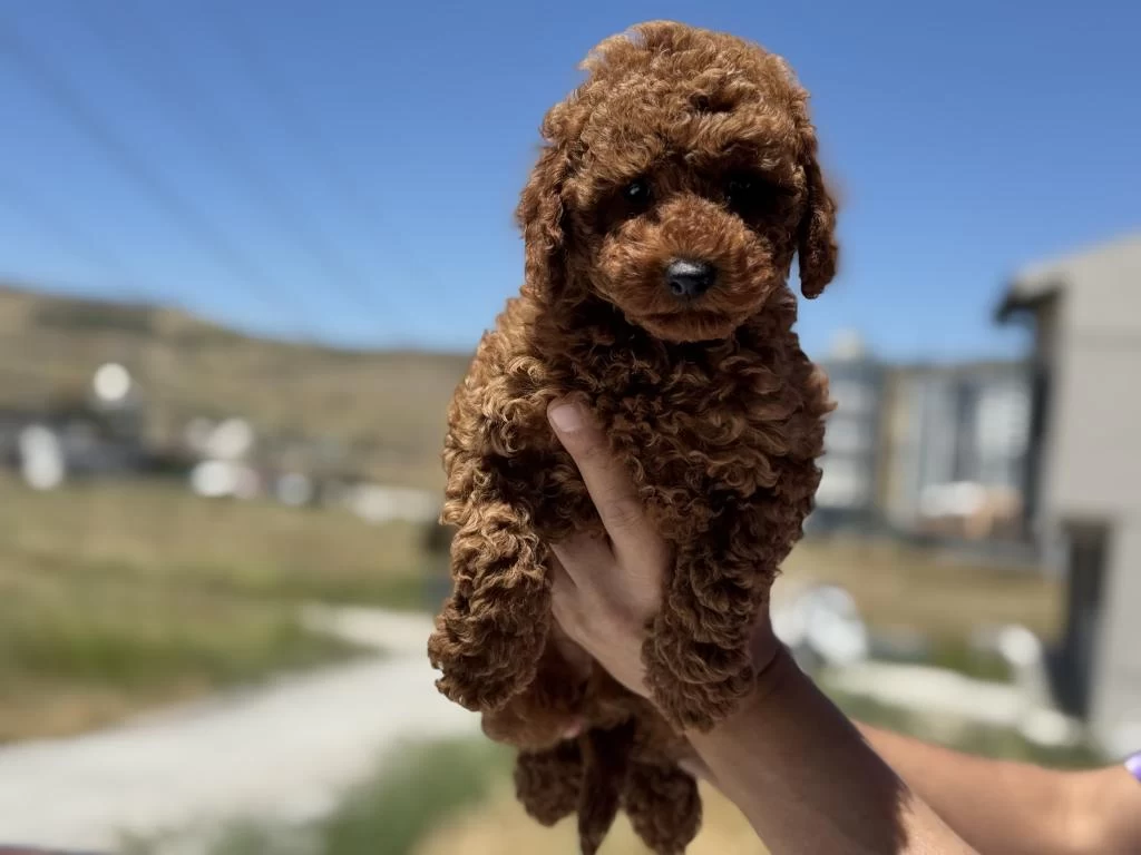 Petmode Köpek Çiftliğinden Toy Poodle Yavrular