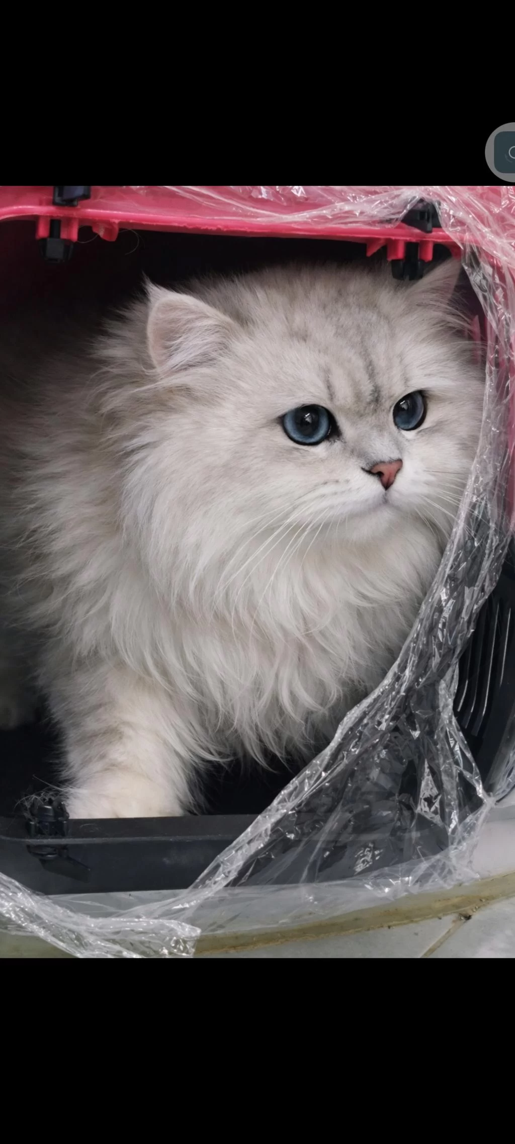 British Longhair Eşleşme İlani