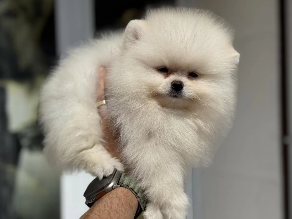 Petmode Köpek Çiftliğinden Tea Cup Pomeranian