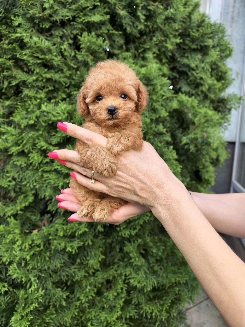 Harika Kore Aşılı Maltipoo