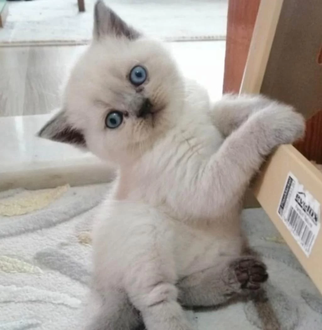 British Shorthair Minnoşum