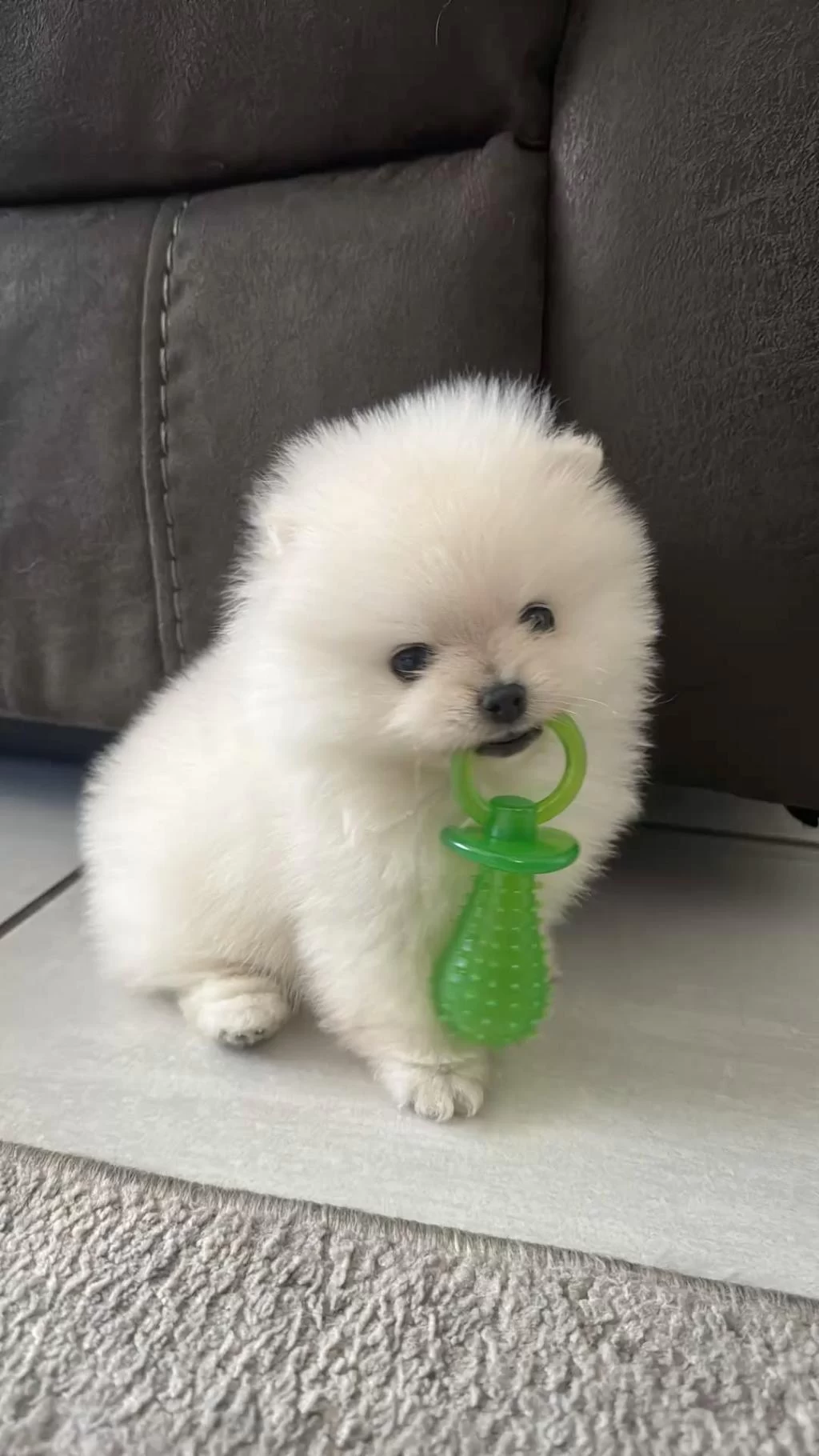 Pomeranian Boo Yavru Köpeklerimiz