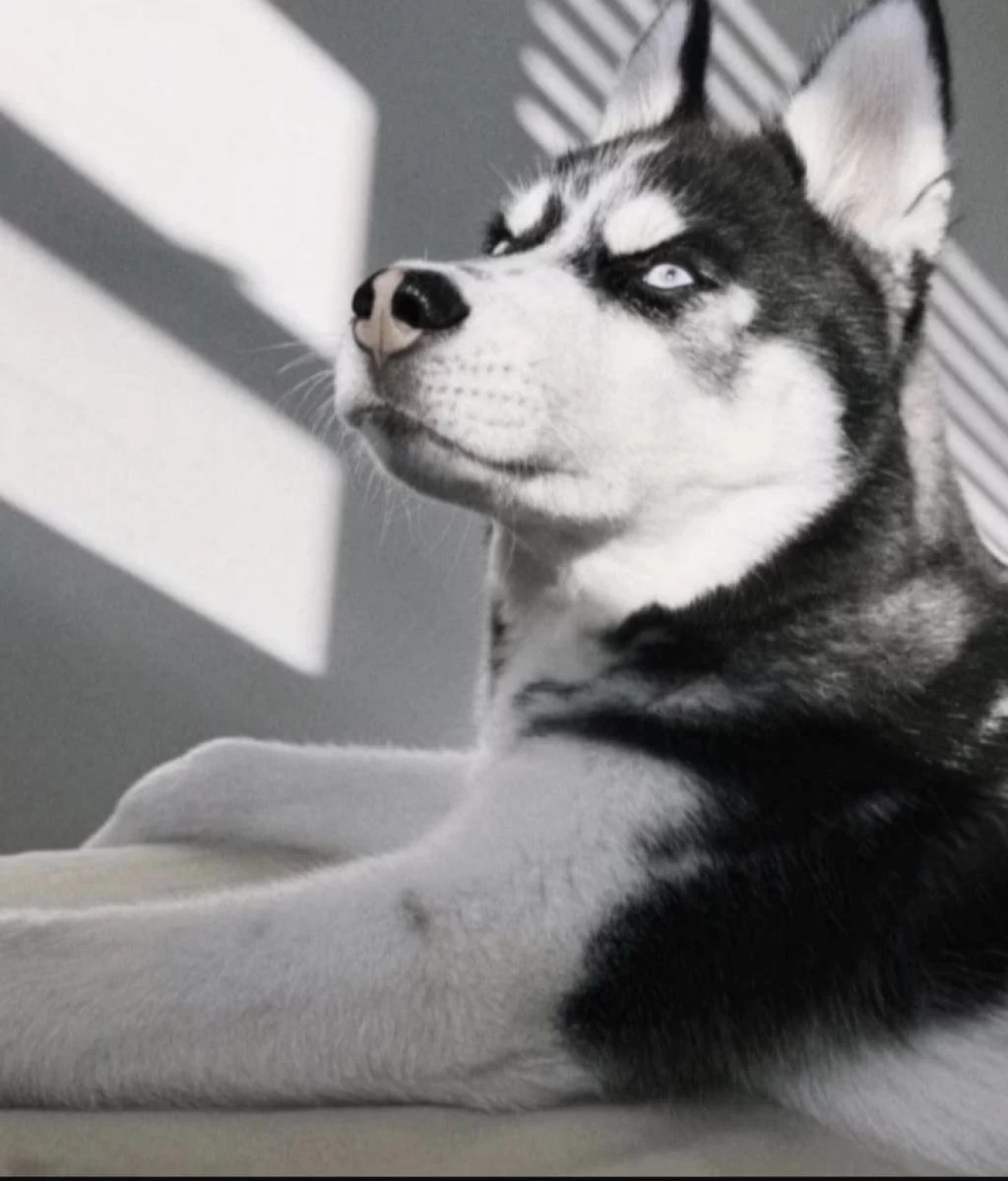 Sibirya Kurdu Köpeği