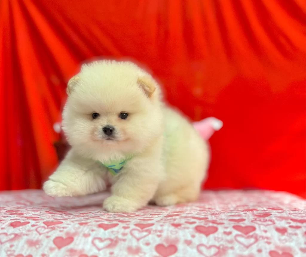 Safkan Pomeranian Boo Yavrularımız
