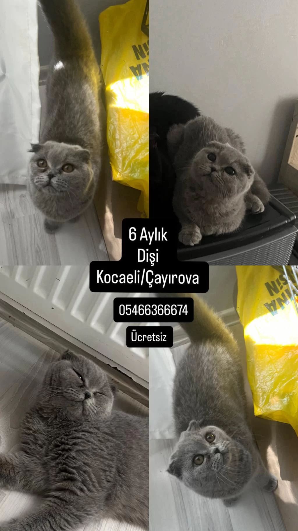 Külkedisi Scottish Fold Kızımıza Yuva