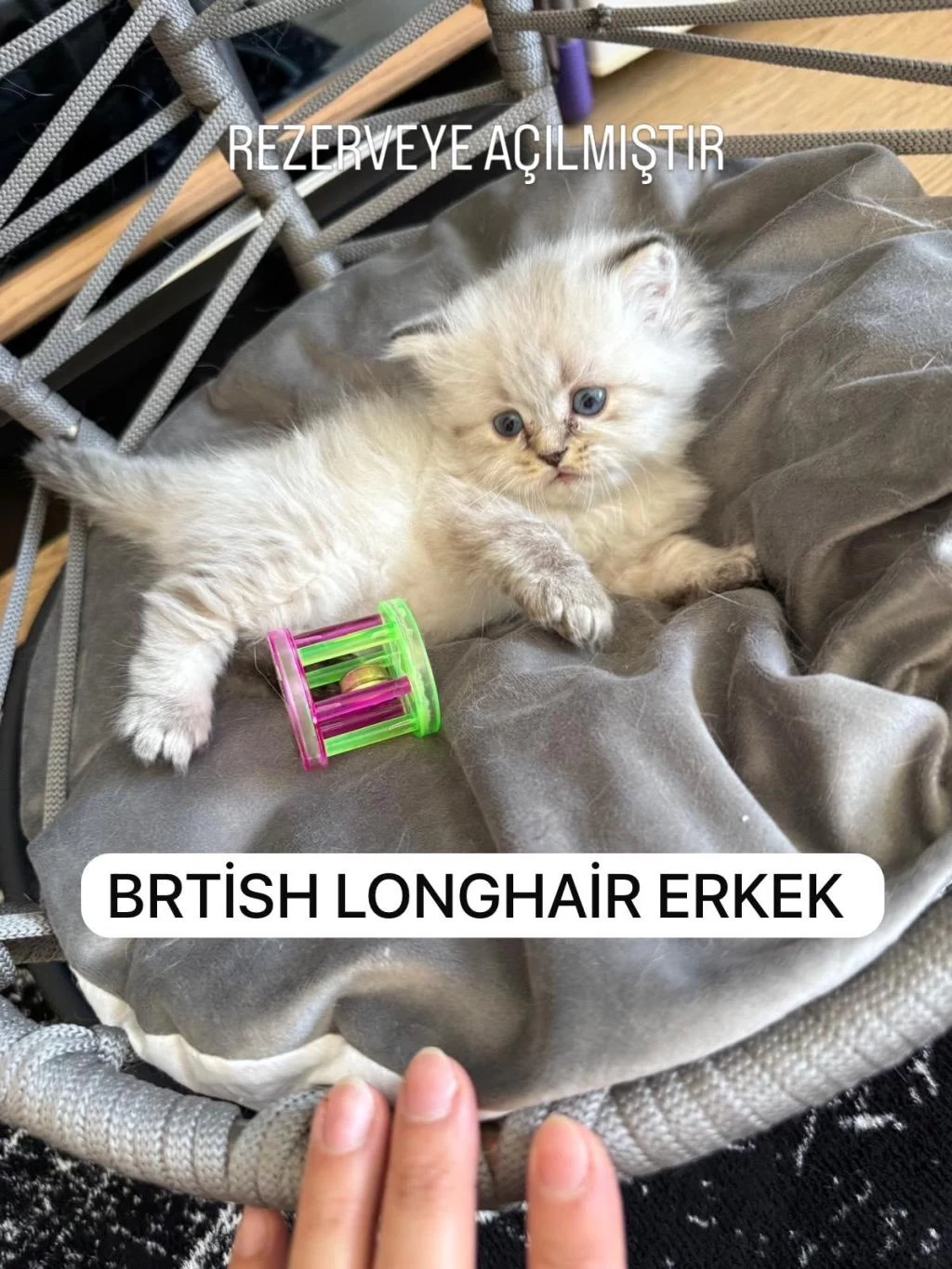 British Longhair Paşam Rezerveye Açilmiştir