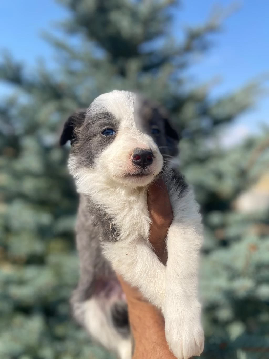 Petmode Köpek Çiftliğinden Borde Collie Yavrular