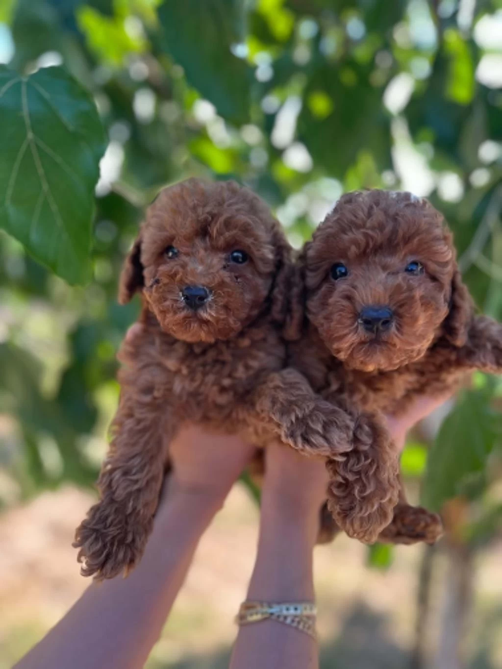 Show Cllas Red Brwon Bebek Yüz Toy Poodle Yavrular