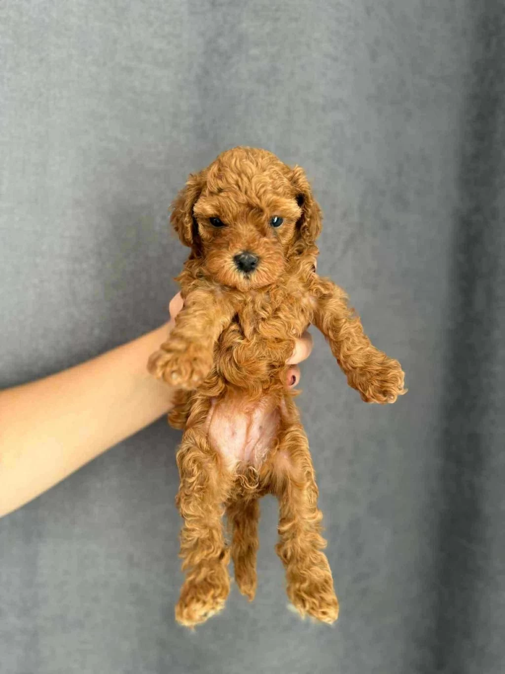 Orjinal Red Brown Baby Face Toy Poodle Yavrular