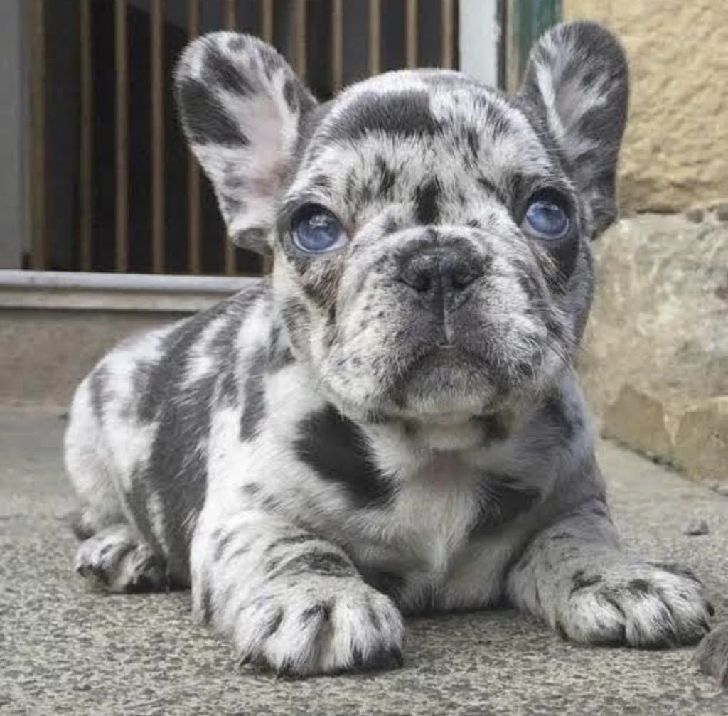 French Bulldog Sağlikli Köpeğimiz