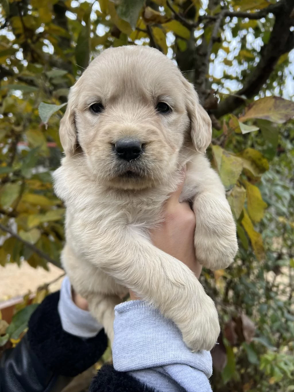 Bebek Yüzlü Golden Retriever Yavrular