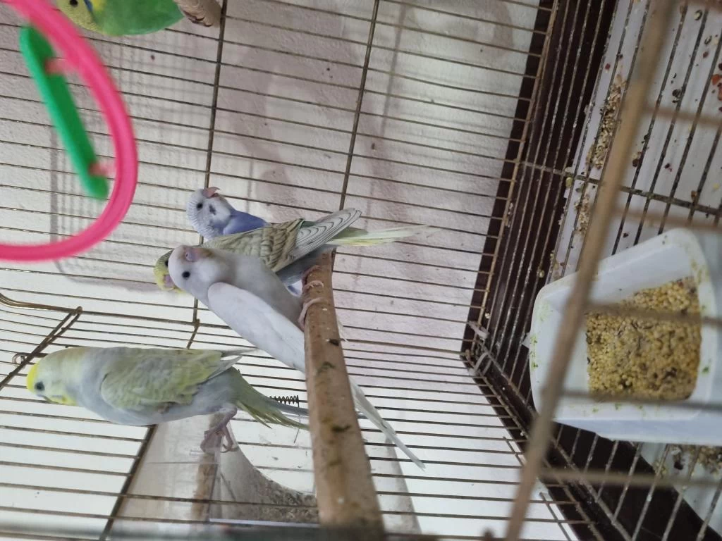 Yuvadan Yeni Çikan Yeni Yem Kiran Yavru Kuşlar