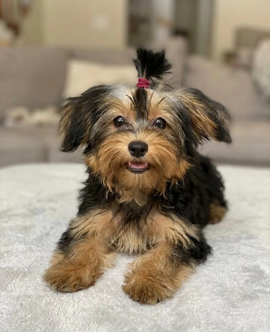 Ped Eğitimli Erkek Pofuduk Köpeğimiz